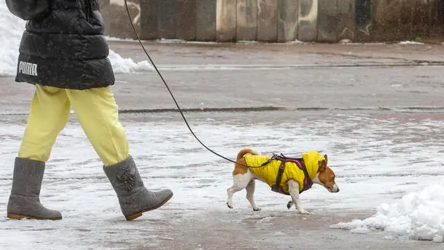 epa11700771 A woman walks her dog during a snowfall in Moscow, Russia, 04 November 2024. Russia Hydrometeorological Center forecasts a 10 cm increase in freshly fallen snow in Moscow as a result of snowfall on 04 November. EPA/SERGEI ILNITSKY