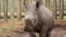 epa11715981 Orphaned rhino calf Jonathan (5 months old) at a rhino orphanage near Pretoria, South Africa, 12 November 2024. Led by the charity Saving the Wild, rhino orphans David and Jonathan are the ambassadors of their campaign for rhino legislation. An estimated 10,000 rhinos have been poached in South Africa since 2010, yet there is no minimum sentence for rhino poaching, meaning there is no great deterrent to stop poachers from killing rhinos in South Africa. Saving the Wild works with the team in the Greater Kruger National Park in South Africa, who are responsible for the arrest of more than 300 rhino poachers and the seizure of more than 50 high-caliber rifles, and there have been almost no convictions since 2016. EPA/KIM LUDBROOK