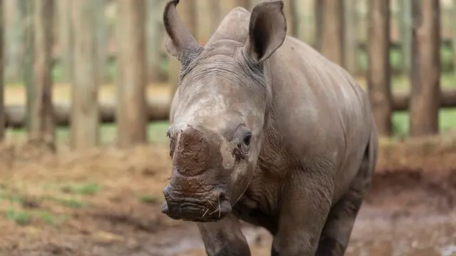 epa11715981 Orphaned rhino calf Jonathan (5 months old) at a rhino orphanage near Pretoria, South Africa, 12 November 2024. Led by the charity Saving the Wild, rhino orphans David and Jonathan are the ambassadors of their campaign for rhino legislation. An estimated 10,000 rhinos have been poached in South Africa since 2010, yet there is no minimum sentence for rhino poaching, meaning there is no great deterrent to stop poachers from killing rhinos in South Africa. Saving the Wild works with the team in the Greater Kruger National Park in South Africa, who are responsible for the arrest of more than 300 rhino poachers and the seizure of more than 50 high-caliber rifles, and there have been almost no convictions since 2016. EPA/KIM LUDBROOK