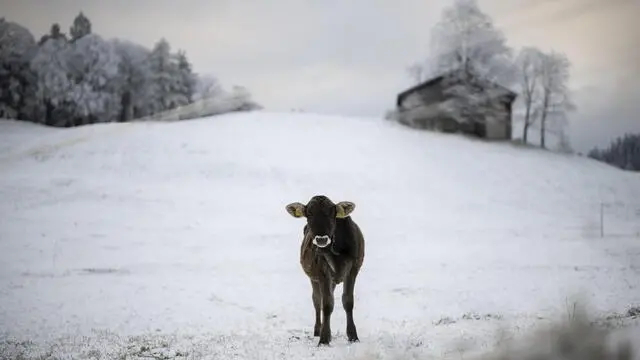 epa11719920 A cow stands on a meadow after the first snowfall in St.Margrethenberg, Switzerland, 14 November 2024. EPA/GIAN EHRENZELLER