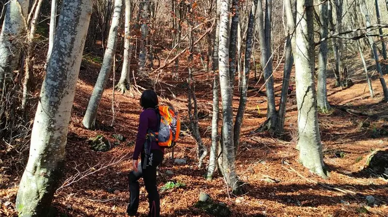 La magia del folliage tra autunno e inverno