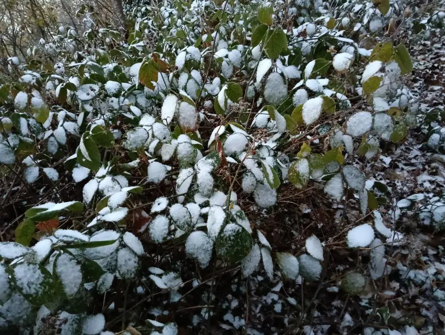 La prima lieve nevicata in Maddalena