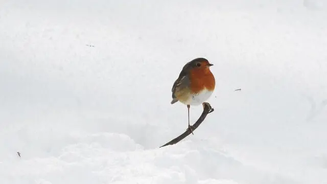 epa06570235 A Robin redbreast bird in Bushy Park, Dublin City, Ireland, 28 February 2018. Ireland is experienceing its worst snowfall in decades as snow storms from the east his the country. Media reports state that extreme cold weather is forecast to hit many parts of Europe with temperatures plummeting to a possible ten year low. EPA/AIDAN CRAWLEY