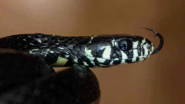 epa09718571 A tiger snake (Spilotes Pullatus), popularly known in Nicaragua as the "culebra mica", is seen at the home of collector Jose Delgadillo in the city of Matagalpa, Nicaragua, 30 January 2022. Jose Alberto Delgadillo dreams of having a reptile display store in Managua, the capital of Nicaragua, although for now he limits himself to living in his house with 45 snakes, from the most harmless to the most poisonous, which he cares for as if they were his children, in order to demonstrate, among other things, that these animals are not dangerous if they are not disturbed. Delgadillo explains to Efe that he welcomes snakes into his home in an attempt to end the prejudice and stigma suffered by these animals. EPA/Jorge Torres