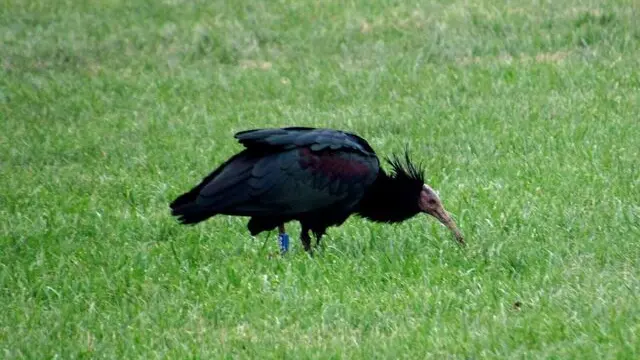 Ibis eremita avvistato a Ferrara