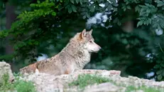 epa08515878 A Timber wolf (Canis lupus lycaon) adult stands at the wildlife park in Bad Mergentheim, 29 June 2020. About 30 wolves live in the probably largest wolf pack in Europe, in the wildlife park in Bad Mergentheim. The privately operated wildlife park in Bad Mergentheim is one of the most diverse animal parks in Europe and is known for its naturalness and animal welfare. EPA/RONALD WITTEK