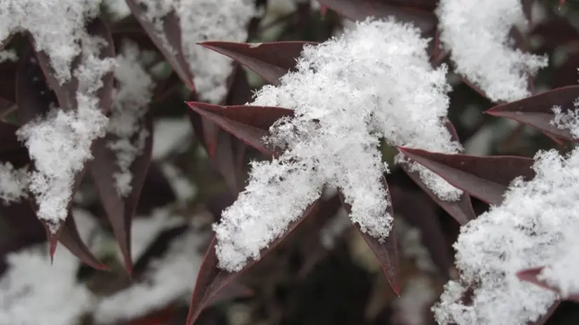 Foglie coperte da fiocchi di neve