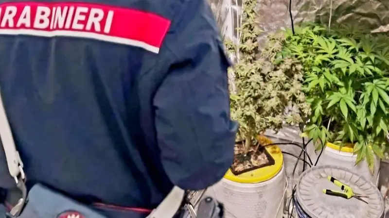 Scoperta una serra nella quale veniva coltivata marijuana a Calcinato - Foto Carabinieri Brescia © www.giornaledibrescia.it