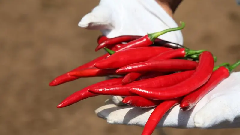 Peperoncini calabresi nello scatto di Maura Cocca - © www.giornaledibrescia.it