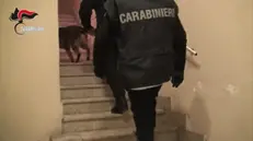 I Carabinieri del Comando provinciale di Agrigento e del Ros di Palermo stanno eseguendo dall'alba 10 misure cautelari emesse dal gip del tribunale di Palermo su richiesta della Dda. L'operazione antimafia in corso fra Licata, Palma di Montechiaro, Canicattì e tutta la parte orientale dell'Agrigentino è stata denominata 'Condor' e ha portato alla luce gli appartenenti a un'associazione a delinquere di tipo mafioso dedita al traffico di sostanze stupefacenti, a estorsioni ai danni di imprenditori e a danneggiamenti a mezzo incendio. Oltre 100 i carabinieri di Agrigento e del Ros in azione che sono supportati dai colleghi di Palermo, Trapani, Caltanissetta, Enna e dallo squadrone Eliportato Cacciatori di Sicilia. In corso di esecuzione anche 20 perquisizioni. ANSA/CARABINIERI EDITORIAL USE ONLY NO SALES