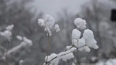 Neve sulla strada tra Castelluccio di Norcia e Forca Canapine al confine tra Umbria e Marche e sui rami delle piante fa un effetto di “fiori di neve”, 4 marzo 2024. ANSA/Gianluigi Basilietti