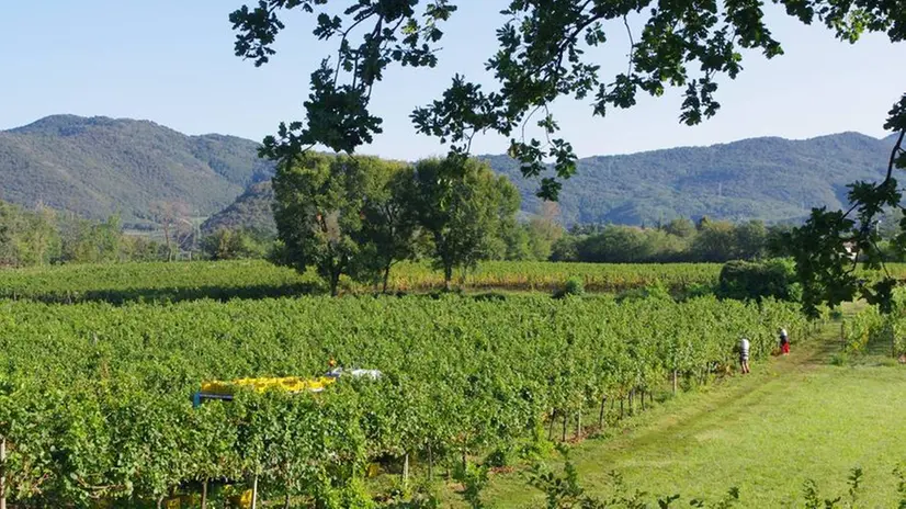 Le colline e i vigneti della Franciacorta © www.giornaledibrescia.it