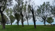 I pioppi a Punta Grò a Sirmione saranno presto abbattuti - © www.giornaledibrescia.it