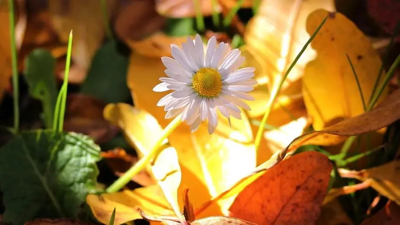 Una margherita illuminata dal sole