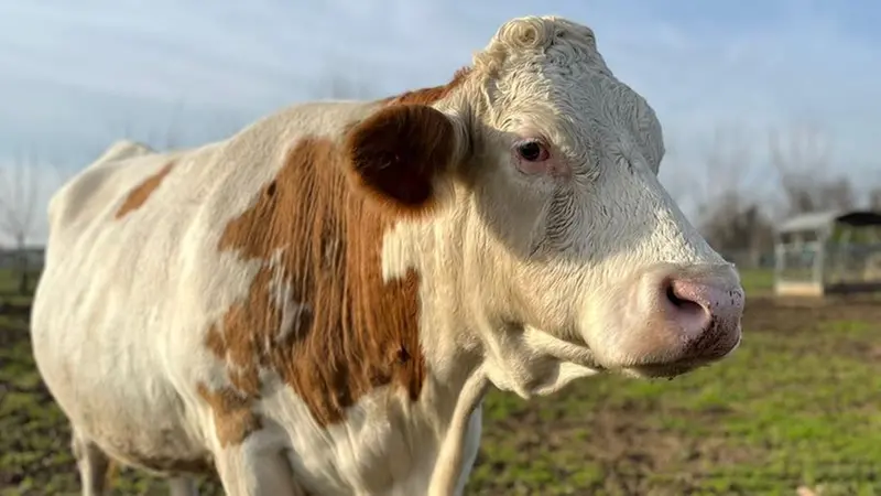 Tra gli animali più anziani che vivono all'Oasi Fortuna c'è la mucca Marilyn - © www.giornaledibrescia.it