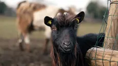 Dentina, una degli ospiti del rifugio, era stata sequestrata per maltrattamenti e incurie - © www.giornaledibrescia.it