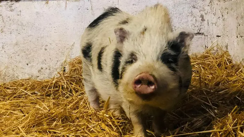 Il maialino Oscar, mascotte del rifugio - © www.giornaledibrescia.it