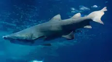 epa03583491 A sand tiger shark swims in an aquarium at the Ozeaneum in Stralsund, Germany, 14 February 2013. The sand tiger shark 'Valentin' comes from Kiev and is the new highlight of the Ozeaneum. EPA/STEFAN SAUER