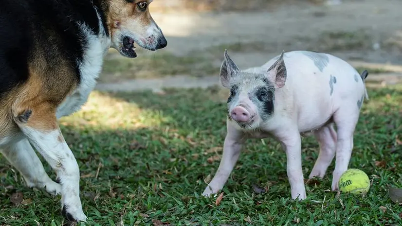 L'amicizia tra un cane e un maialino