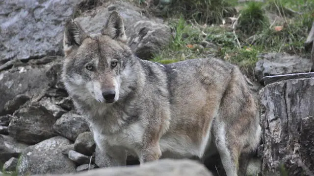 Lupo al Parc animalier di Introd (Aosta), 27 novembre 2022. Credit: Thierry Pronesti