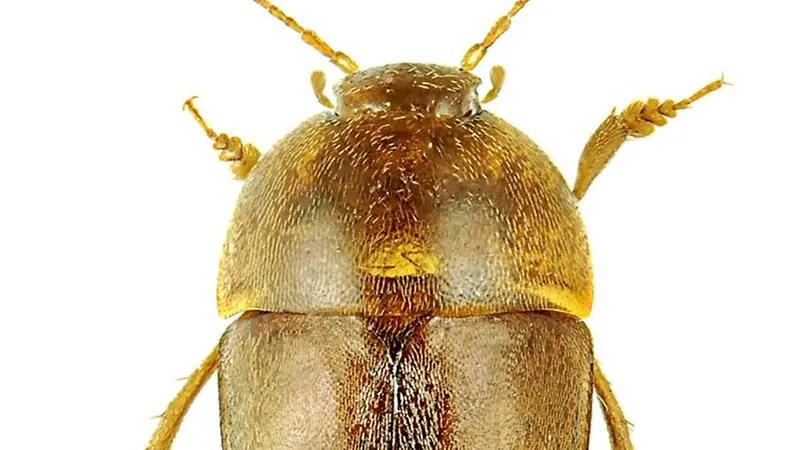 Il Latellana petruzzielloi