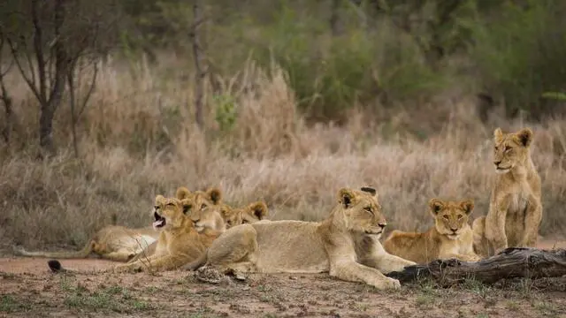 epa06585245 A handout photo made available by Tenerife's zoo 'Loro Parque' shows a pack of African lions as they rest int the park's facilities in Santa Cruz de Tenerife, Canary Islands, Spain, 06 March 2018. The park works with several European organizations on an African lions protection program addressed to protect lions in Angola, Botswana, Namibia, Zimbabwe of confronting other animals and humans by means of satellite equipment and camera setting. EPA/LORO PARQUE HANDOUT HANDOUT EDITORIAL USE ONLY/NO SALES