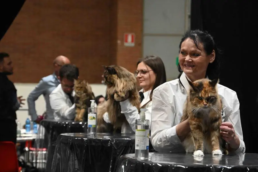 A Brixia Forum il «Cat zone show»