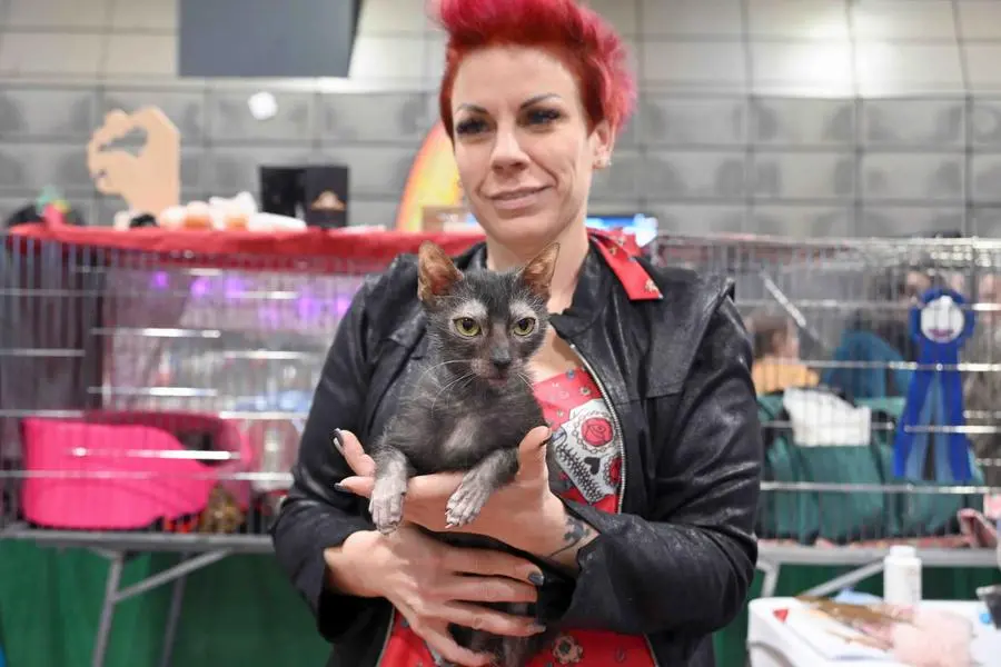 A Brixia Forum il «Cat zone show»