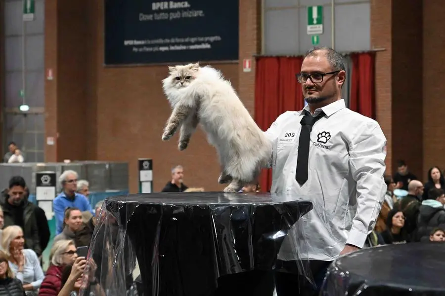 A Brixia Forum il «Cat zone show»