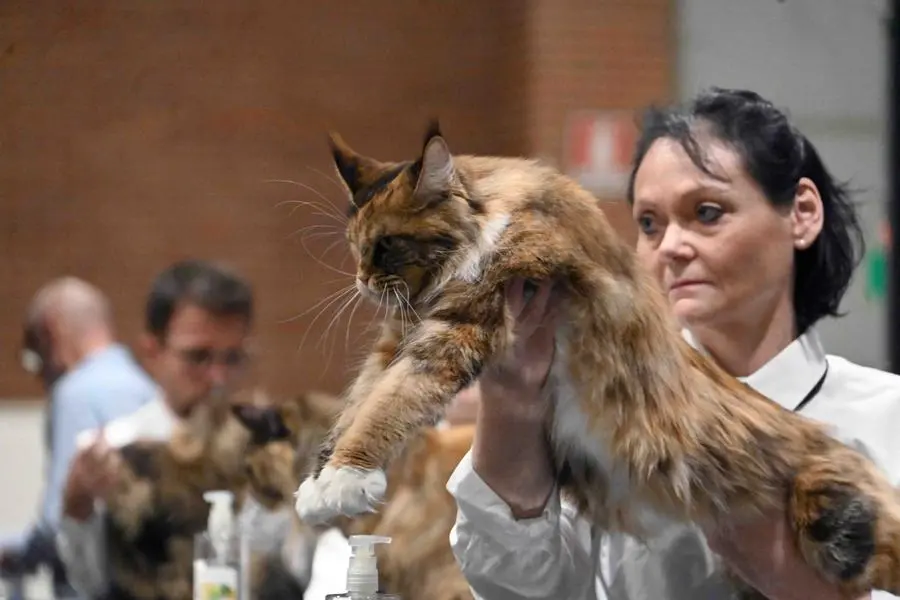 A Brixia Forum il «Cat zone show»