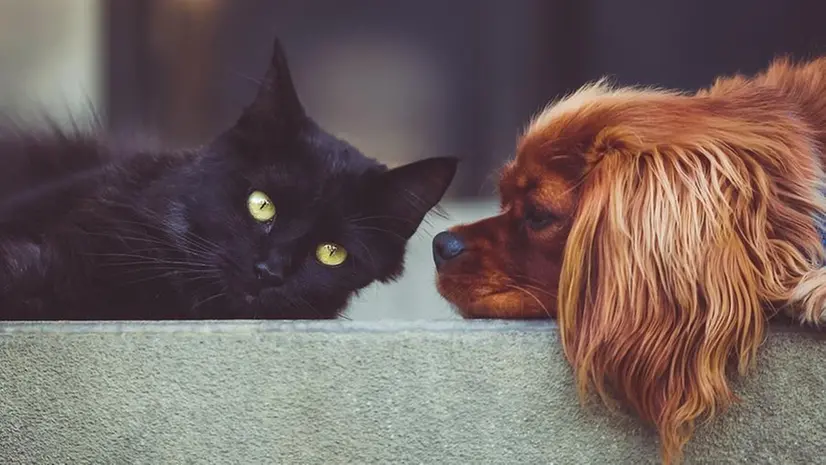 Gatto e cane, tra gli animali domestici più diffusi