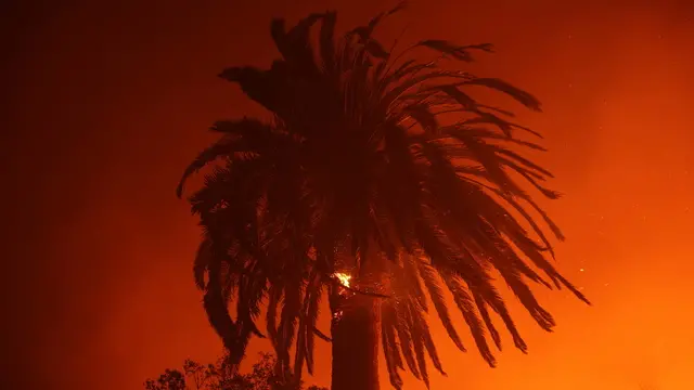 epa11812528 A palm tree burns from the Palisades wildfire in Pacific Palisades, Los Angeles, California, USA, 07 January 2025. The Palisades fire grew to 1200 acres on January 7, according to data from the California Department of Forestry and Fire Protection (CAL FIRE), forcing widespread evacuations in the area. EPA/ALLISON DINNER