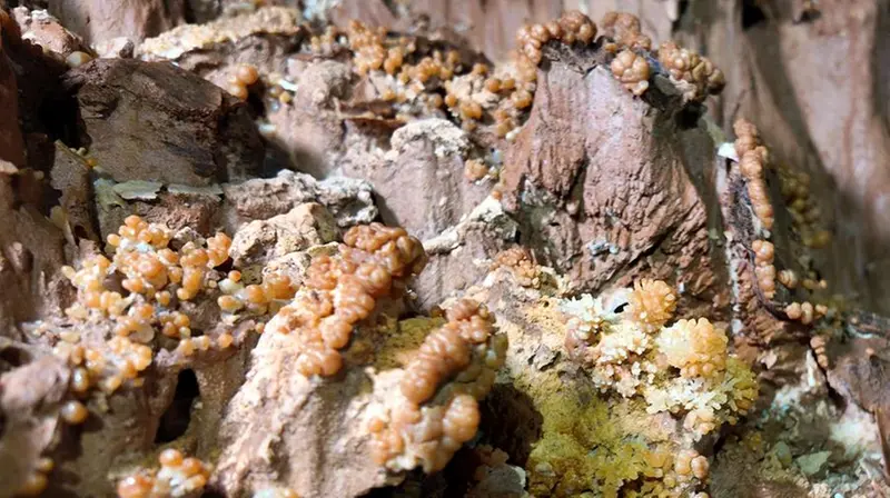 Un dettaglio all'interno del Budellone © www.giornaledibrescia.it