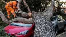 Workers remove the remains of an uprooted tree that crashed on some parked cars in the Ragusa square in Rome, Italy, 17 November 2019. ANSA/ANGELO CARCONI