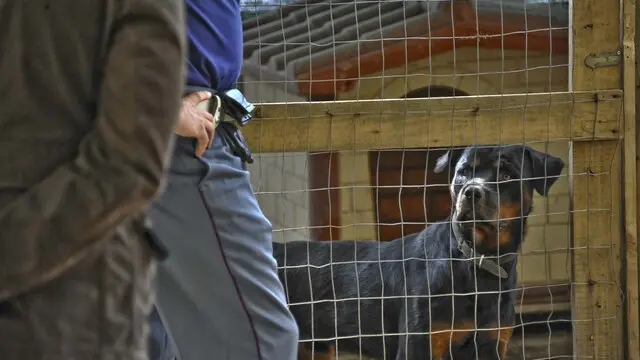 Gli agenti del commissariato Scampia, vigili del fuoco e veterinari della ASL, nel corso di un operazione antiabusivismo che ha portato al sequestro e all' abbattimento di alcune strutture illegali nelle quali venivano allevati cani da combattimento come Rottweiler e Dogo Argentino. Oggi 26 Settembre 2011. ANSA/CESARE ABBATE/