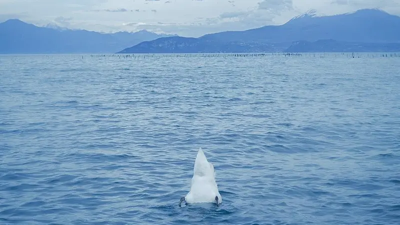 «V Blues Wingen Illusion 2024», lo scatto premiato di Gloria Fenaroli