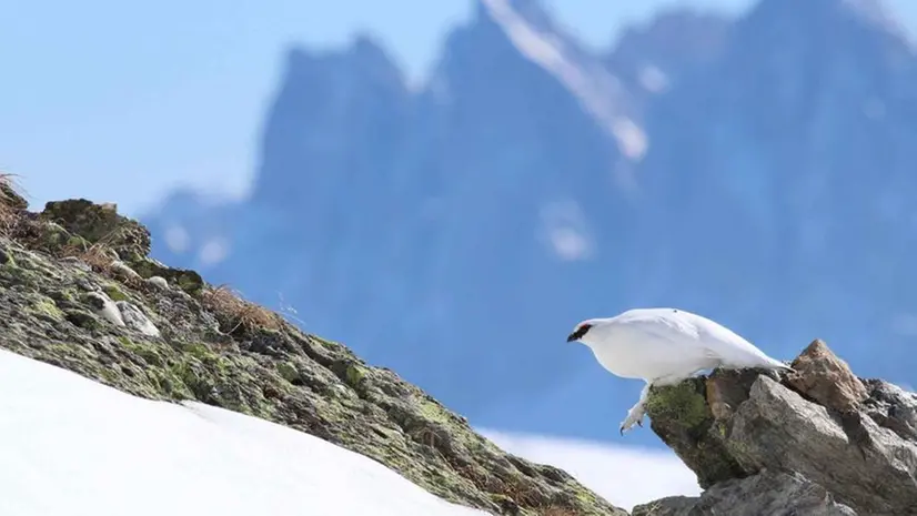 Una pernice bianca presente anche sulle montagne bresciane