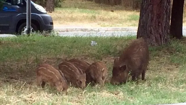 Famiglia di cinghiali 'al pascolo' a Spinaceto: mamma con 4 cuccioli in una aiuola spartitraffico, Roma, 07 giugno 2018. ANSA/LAURA MANZINI