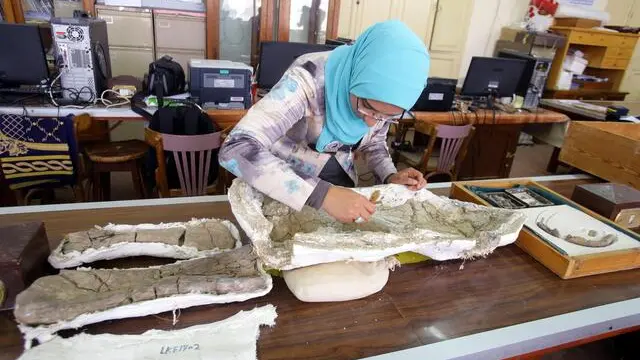 epa06502506 Scientific researcher Sanaa El-Sayed works on the remains of a plant-eating 80-million-year-old dinosaur fossil from the Cretaceous period, at El Mansoura University, in the Nile delta north of Cairo, Egypt, 06 February 2018 (Issued 07 February 2018). Mansourasaurus Shahinae, named after the team's university and one the founders of it paleontology deparment, was discovered at Dakhla Oasis in the western Egyptian desert (around 600km south of Cairo) by a group of excavation experts from Mansoura University, and is considered a significant discovery by paleontologists as it is the only dinosaur from the Cretaceous period to be discovered in Africa. Egyptian Paleontologist Hesham Sallam headed the team that discovered the remains, with the team containing three women; Iman A. El-Dawoudi, Sanaa El-Sayed, and Sara Saber in 2013 and was under research since then. Sallam and his team published an article in the Nature Ecology and Evolution Journal on 29 January 2018 announcing their discovery. EPA/KHALED ELFIQI