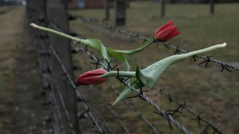 Fiori sul filo spinato di Auschwitz - Foto Unsplash