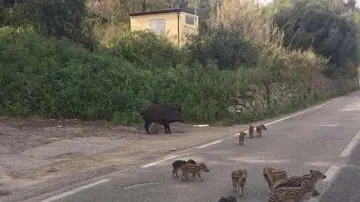 Famiglia di cinghiali per strada