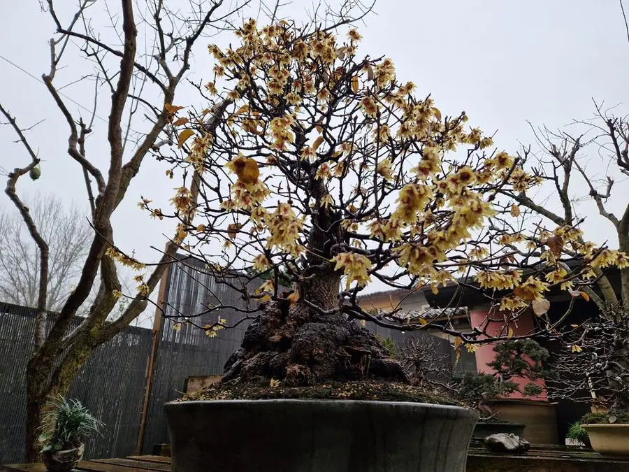 Il calicanto bonsai di Rezzato in fiore