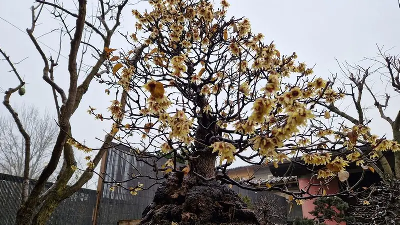 Il calicanto bonsai di Rezzato in fiore