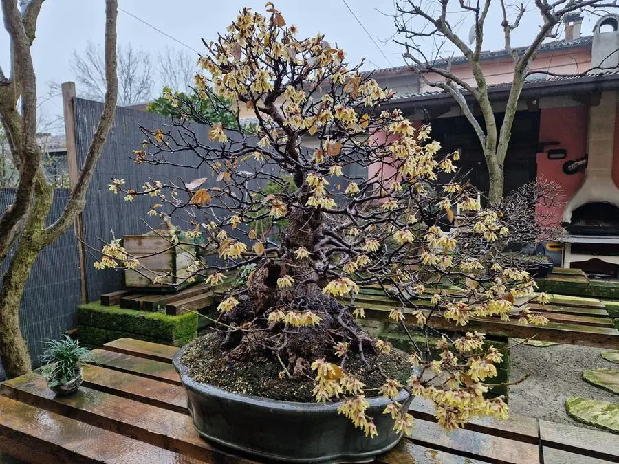 Il calicanto bonsai di Rezzato in fiore