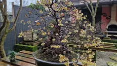 Il calicanto bonsai di Rezzato in fiore