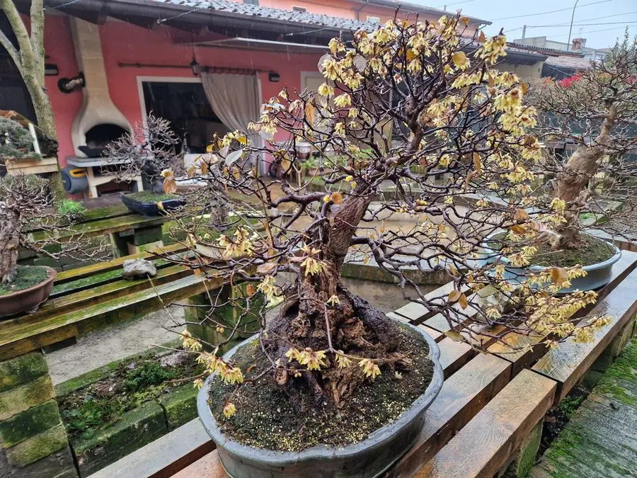 Il calicanto bonsai di Rezzato in fiore