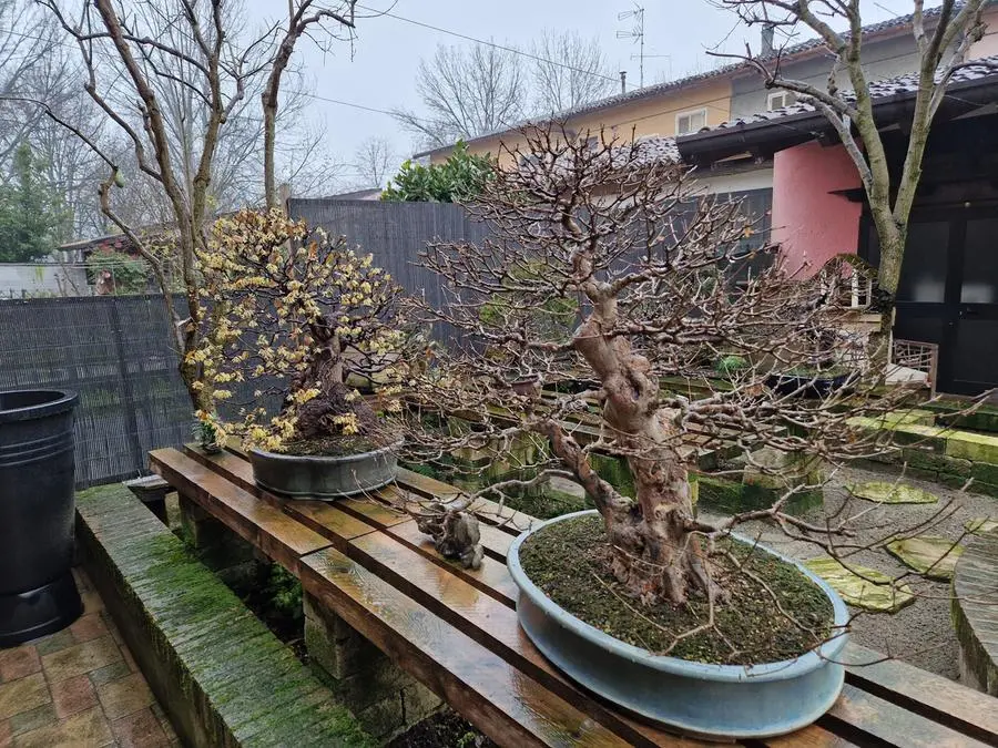 Il calicanto bonsai di Rezzato in fiore