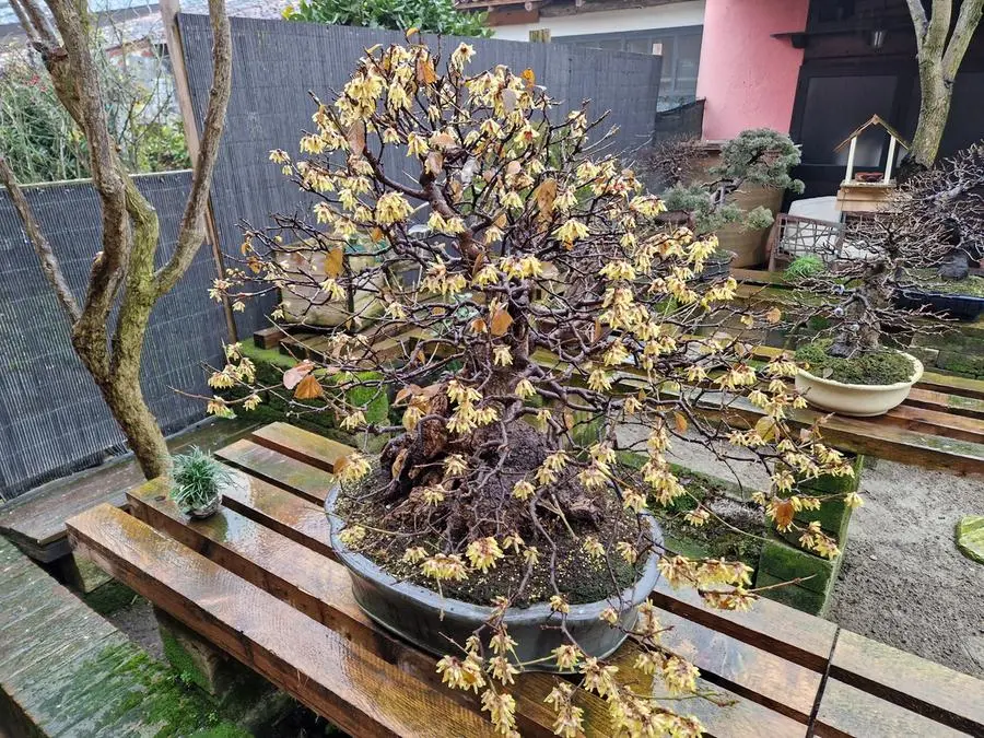 Il calicanto bonsai di Rezzato in fiore