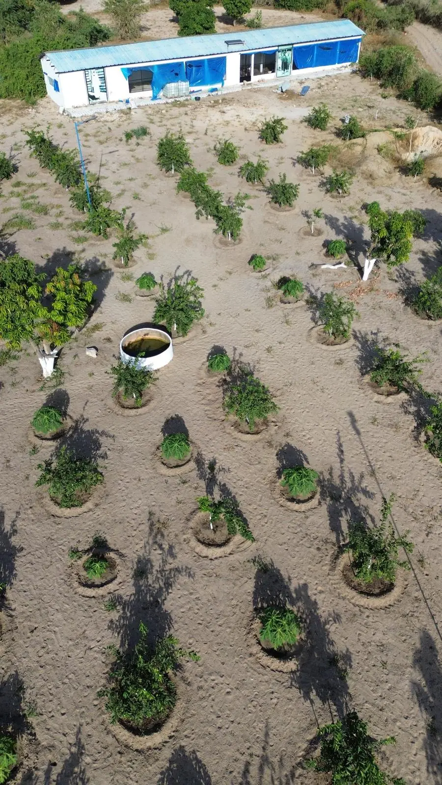 La fattoria in Senegal di Dahoud