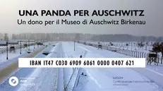 «Un Panda per Auschwitz. Un dono per il Museo di Auschwitz Birkenau»